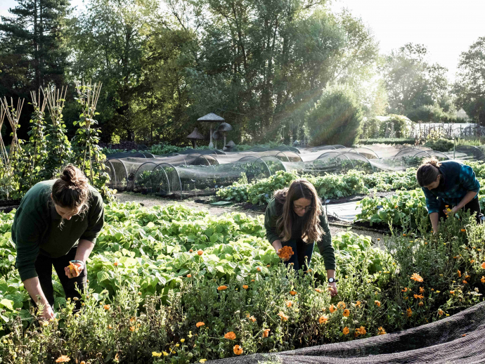 Edible Landscaping: Combining Beauty with Functionality in Your Sustainable Garden